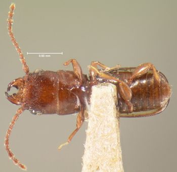 Media type: image;   Entomology 6793 Aspect: habitus ventral view